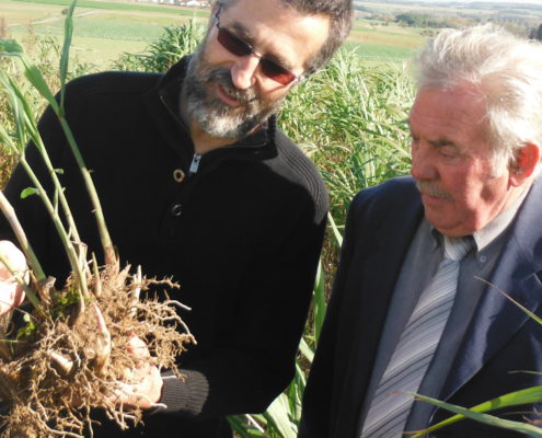 Hangest-sur-Somme miscanthus