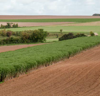 miscanthus HLM