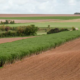 miscanthus HLM
