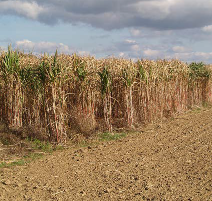 Chauffage miscanthus tilly