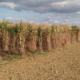 Chauffage miscanthus tilly