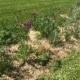 paillage miscanthus amiens