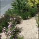 rethel miscanthus