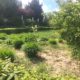 chartres miscanthus