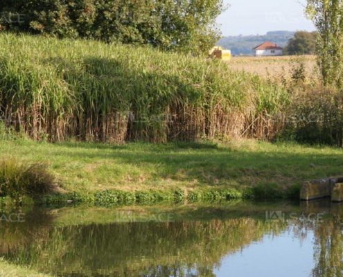 eau ammertzwiller miscanthus
