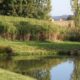 eau ammertzwiller miscanthus