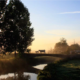 bio miscanthus