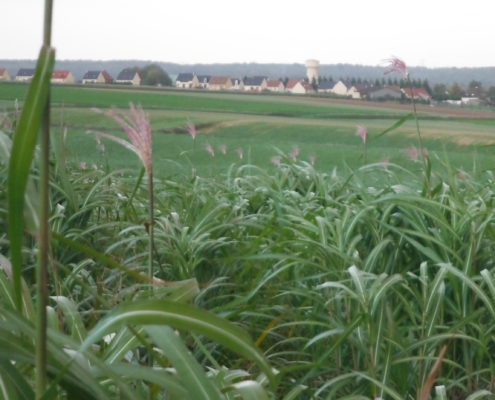 miscanthus chauffage